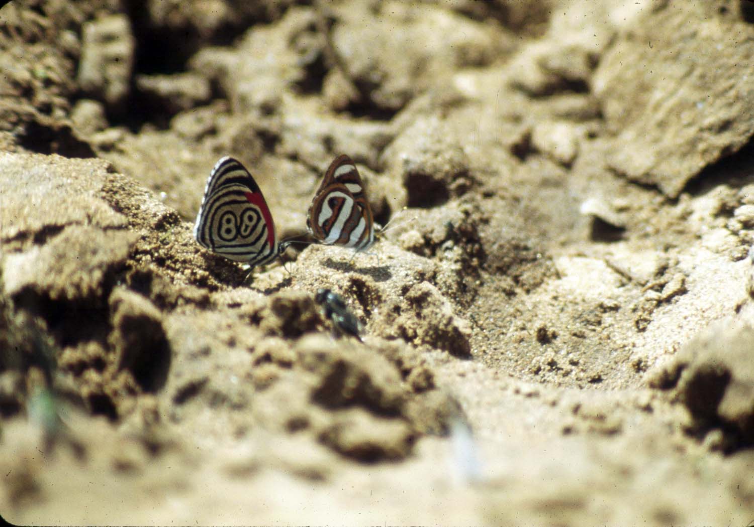 88 Butterfly